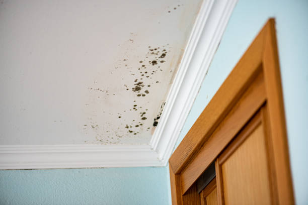 Best Commercial Mold Removal  in Glide, OR