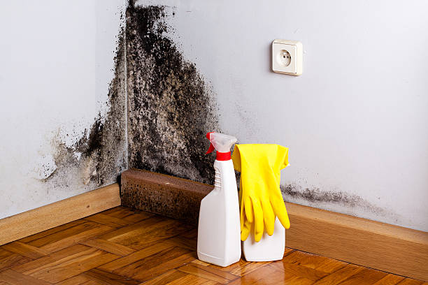 Best Fast Mold Removal  in Glide, OR