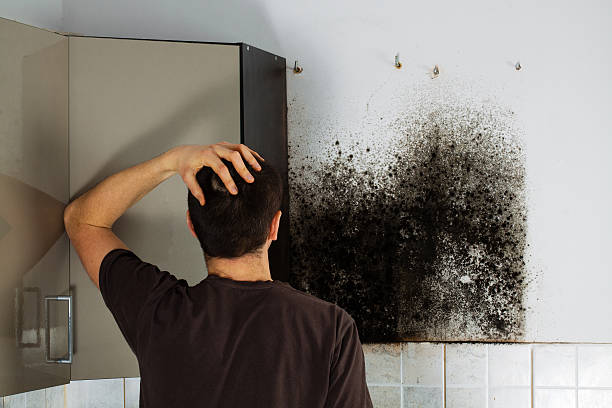 Best Toxic Mold Removal  in Glide, OR