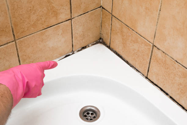 Best Toxic Mold Removal  in Glide, OR